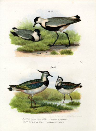 Spur-winged Lapwing by German School